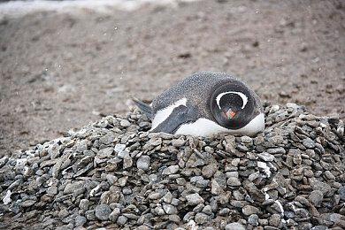 《俄罗斯方块 99》旧主题返场活动 10积分便可获得